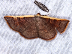 Picromorpha pyrrhopa