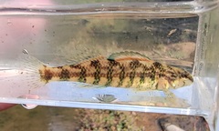 Etheostoma lynceum