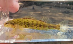 Etheostoma lynceum