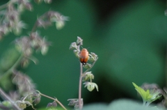 Physosmaragdina nigrifrons