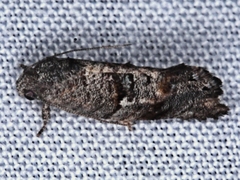 Oxytropha