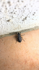 Carabus rugosus celtibericus