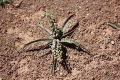 Ledebouria apertiflora