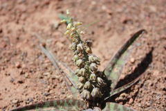Ledebouria apertiflora
