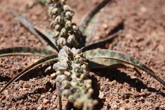 Ledebouria apertiflora