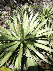 Agave microceps