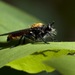Laphria aktis - Photo (c) Jason Forbes, some rights reserved (CC BY-NC-ND)