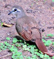 Tambourine Dove photo 3
