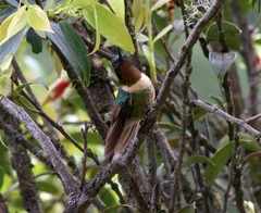 Heliangelus amethysticollis