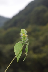 Tetramerium