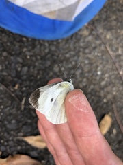 Pieris rapae