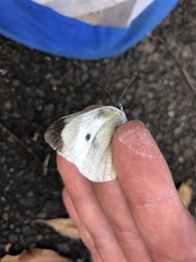 Pieris rapae