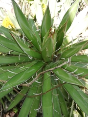 Agave microceps