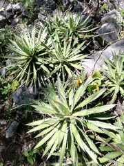 Agave microceps