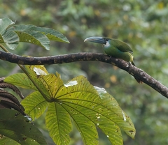 Aulacorhynchus coeruleicinctis