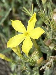 Menodora longiflora