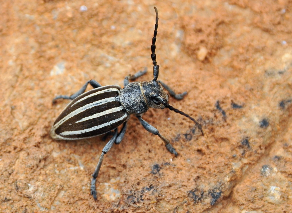 Iberodorcadion fuliginator