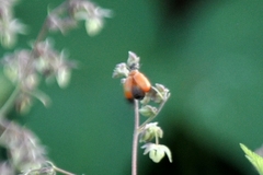 Physosmaragdina nigrifrons