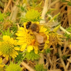 Apis mellifera