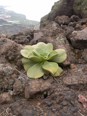 Aeonium nobile image