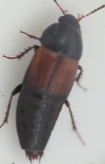 Tachinus fimbriatus