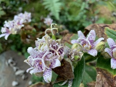 Tricyrtis hirta