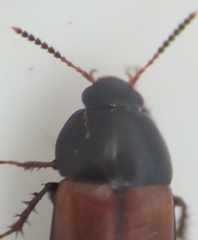 Tachinus fimbriatus