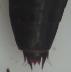 Tachinus fimbriatus