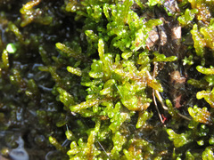 Drepanocladus