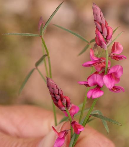Indigofera venusta