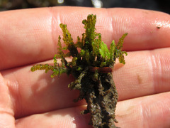 Drepanocladus