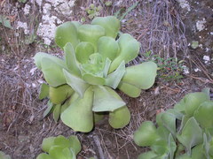 Aeonium canariense subsp. christii image