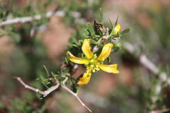 Roepera lichtensteiniana