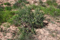 Roepera lichtensteiniana