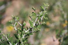 Roepera lichtensteiniana