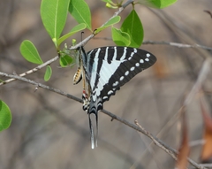 Graphium nomius