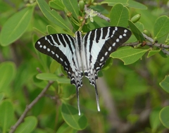 Graphium nomius
