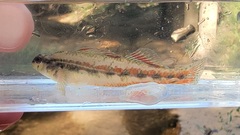 Etheostoma pyrrhogaster