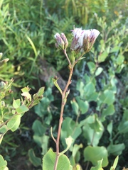 Acourtia platyphylla