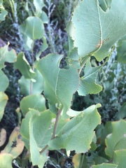 Acourtia platyphylla