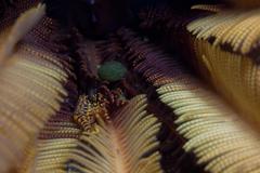 Hippolyte catagrapha