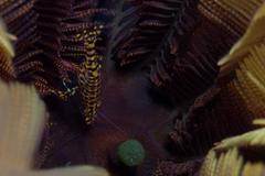 Hippolyte catagrapha