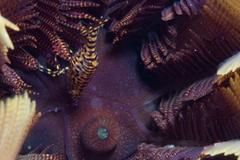 Hippolyte catagrapha