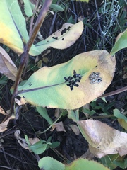 Acourtia platyphylla