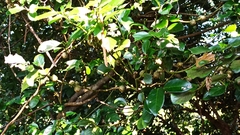 Diospyros maritima