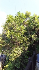 Diospyros maritima