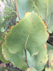 Acourtia platyphylla