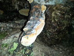 Phellinus betulinus