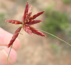 Cyperus rupestris rupestris