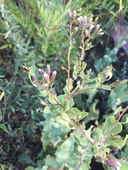 Acourtia platyphylla